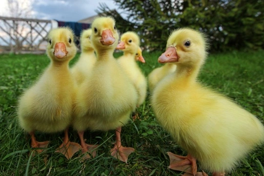 How to Treat Wry Neck in Ducklings and Chicks