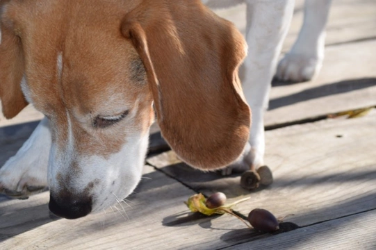 Acorns poisonous to clearance dogs