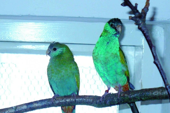 „Neobvyklé” chování papoušků černočapkových (Psephotus dissimilis)