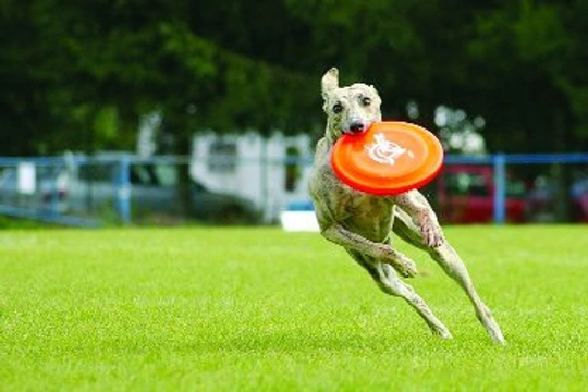 Dogfrisbee