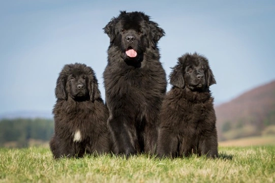 How To Keep a Newfoundland's Coat Looking Good