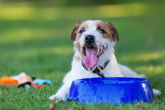 Beat the heat! - 6 summer safety tips for dog owners
