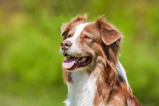 Aplastic Anaemia in Dogs