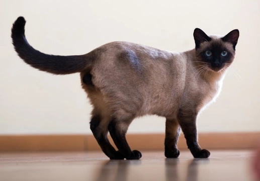 Siamese Cats and Vestibular Disease