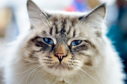 Is a Ragamuffin Cat Right for You?