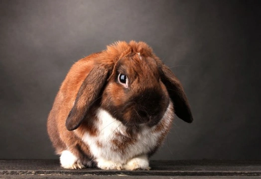 Lop eared best sale bunny care