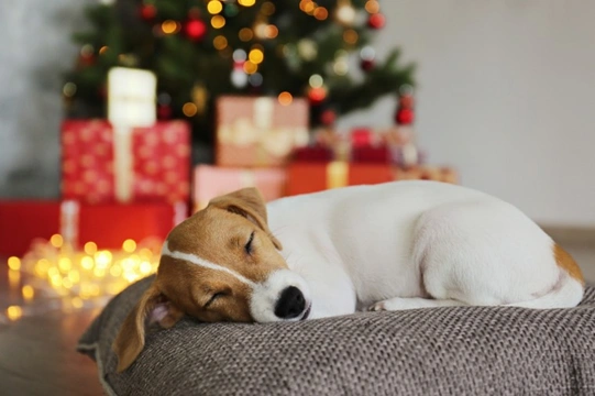 Five frequently asked questions from dog owners at Christmas