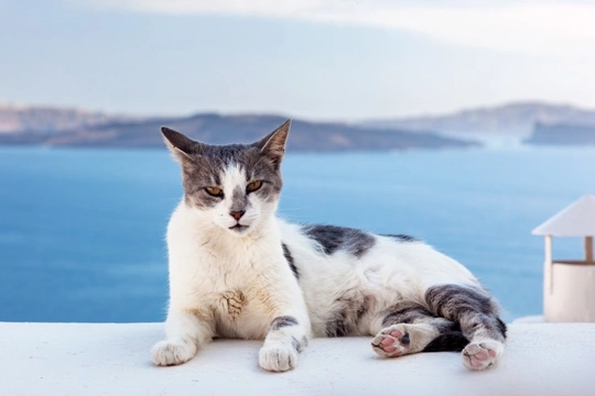 All about the Aegean Cat