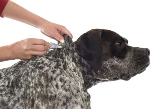 How to deal with stubborn or recurring flea infestations