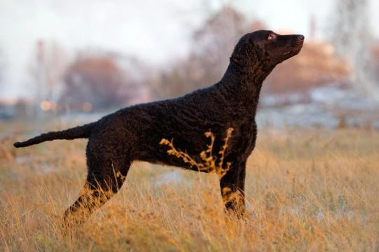 Is a curly coated retriever the right choice of dog for you?