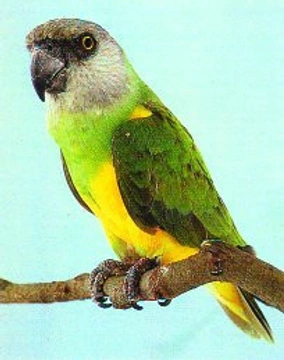 Papoušek senegalský (Poicephalus Senegalus) Linné 1766