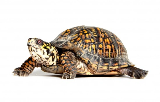 5 Common Species of Terrapins that Make Great Pets