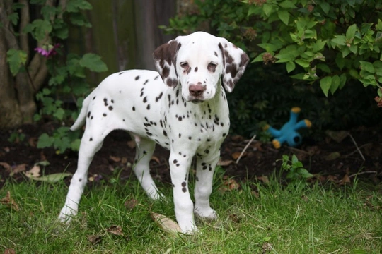 Panosteitis in the Dalmatian dog breed