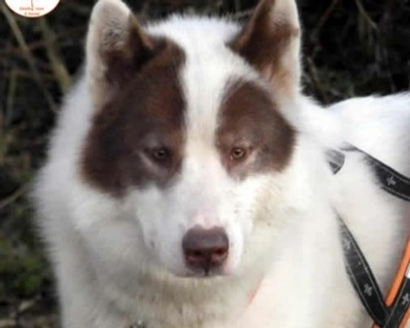 Canadian Eskimo Dog, razza pressoché sconosciuta in Italia