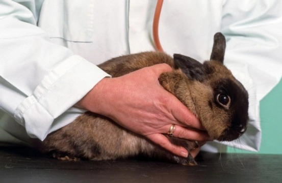 Top 5 Signs your Rabbit Needs to see a Vet!