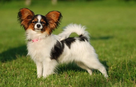 Neuroaxonal dystrophy DNA testing for the Papillon dog breed