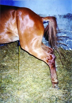 Koňský domácí lékař 7: Problémy s močením