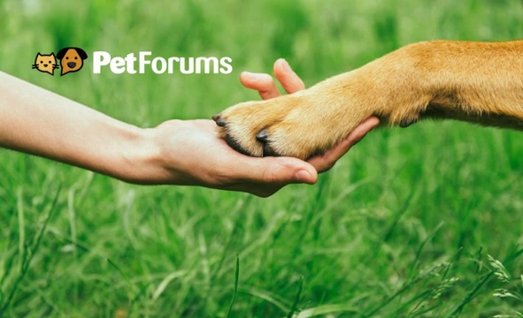8 great reasons to join the Pets4Homes Pet Forums Community