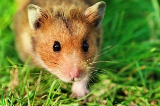 Different hamster hot sale breeds