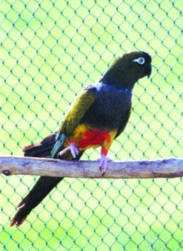 Papoušek patagonský