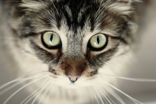All about glaucoma in cats