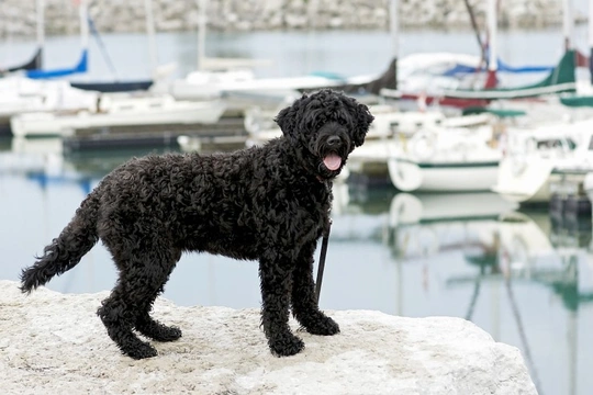 What makes the Portuguese water dog such a good swimmer?