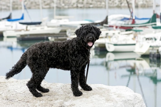 Wavy coated best sale portuguese water dog