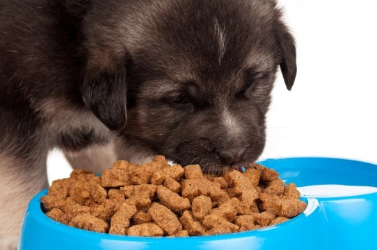 10 Unusual Dog Food Ingredients