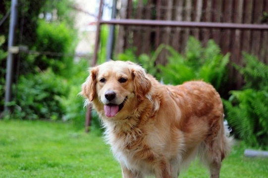 Ehrliquiosis canina: prevención, síntomas y tratamiento