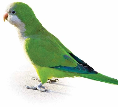 Změnu chování papouška podmiňuje čas námluv a touha zahnízdit