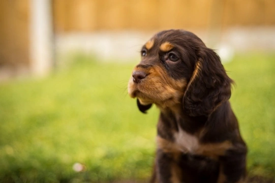 Five tips to keep cocker spaniels safe in summer