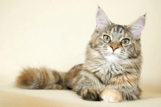 Ten things you need to know about the Maine Coon cat, before you buy one