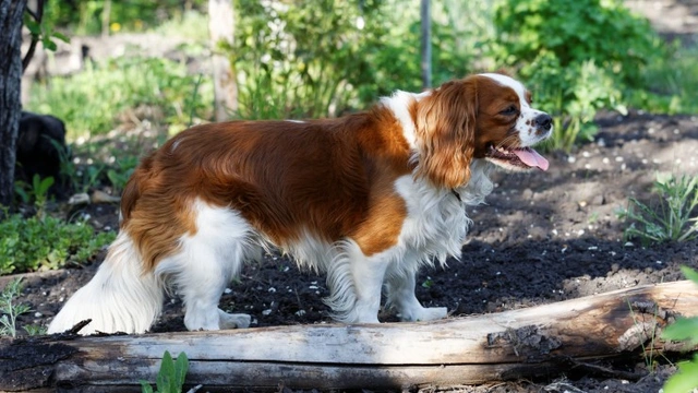 King best sale chow spaniel