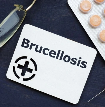Brucelosis canina: síntomas, tratamiento y prevención
