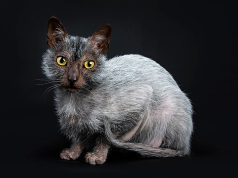 The Lykoi cat – the newest GCCF recognised pedigree cat breed in the UK