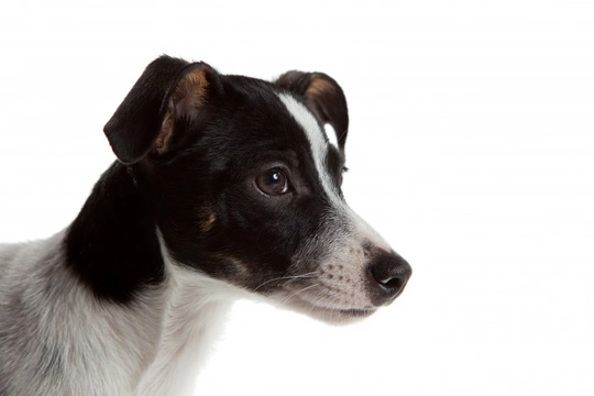 Rat Terrier - A Relative Newcomer to the Terrier Group