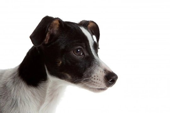 Rat terrier best sale puppies price