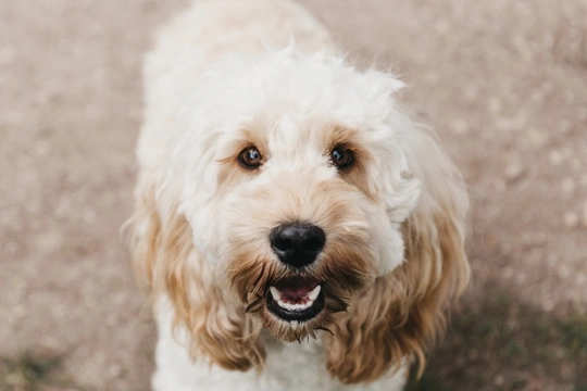 Cockapoo clearance terrier mix