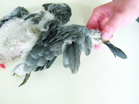 O čem vypovídá výsledek vyšetření na PBFD u papoušků?