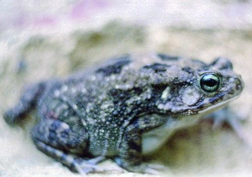 Ropucha levhartí – Amietophrynus (Bufo) regularis (Reuss, 1833) v teráriu