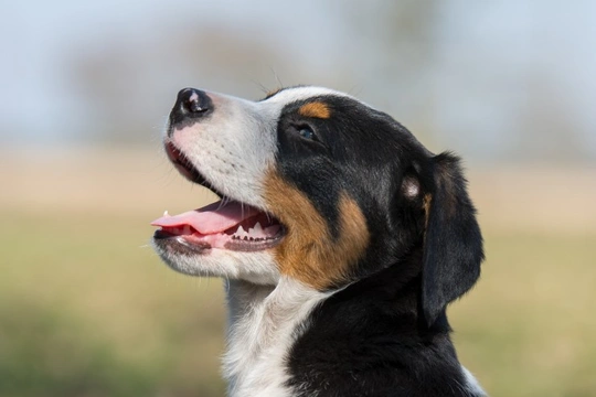 Postoperative haemorrhage disorder (P2Y12/P2RY12) DNA testing for the Greater Swiss mountain dog
