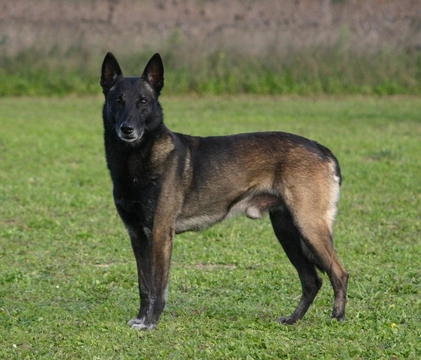 The Belgium Malinois and Epilepsy