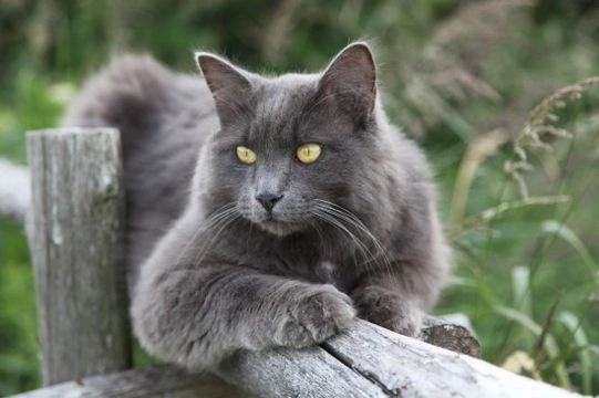 More information on the unusual Nebelung cat