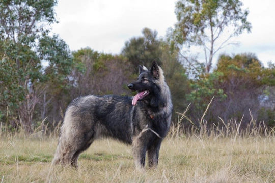 Learning about the Shiloh shepherd dog