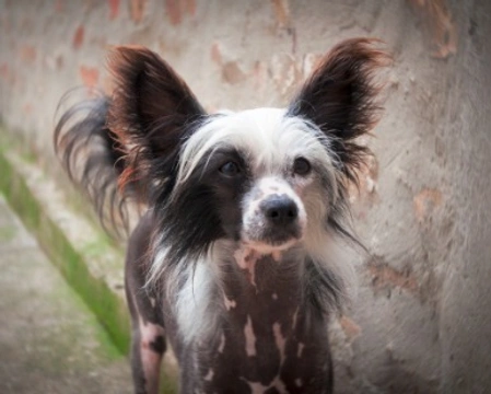 Chinese crested dog: costo e aspetto del Cane nudo cinese