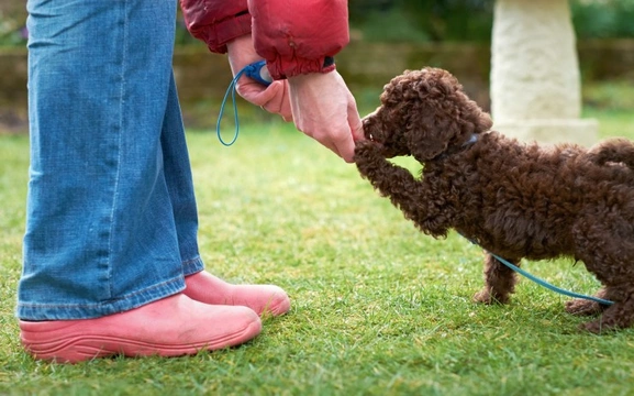 Five more dog training and handling mistakes to avoid