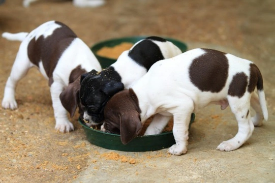 Guidelines to Feeding Your Puppy