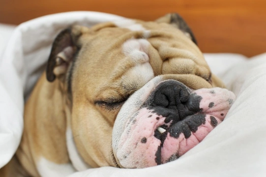 American best sale bulldog snoring