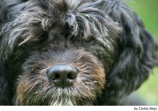 Terapias de conducta para perros: Esos pobres viejecitos