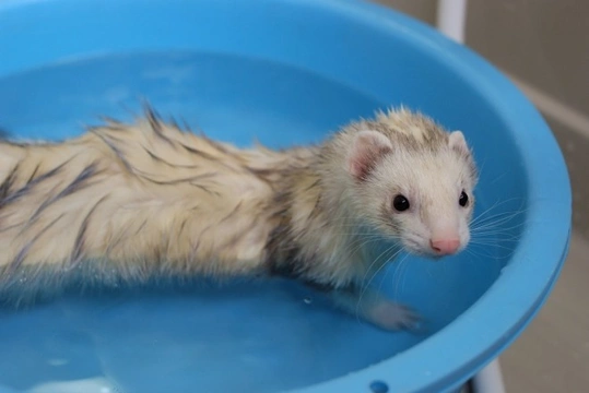Bathing your pet ferret